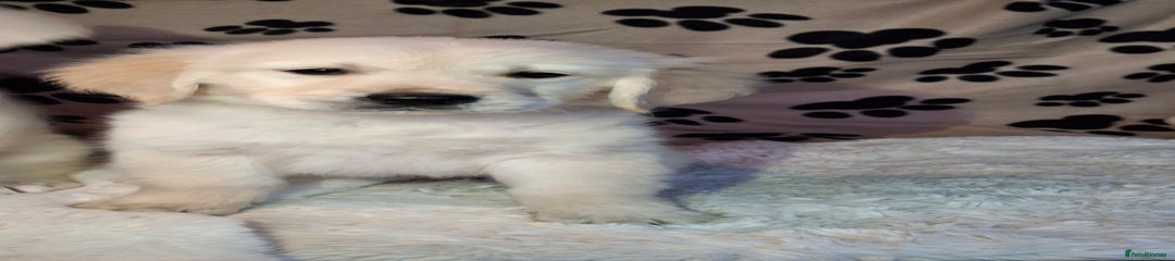 Golden Retriever Puppy 2