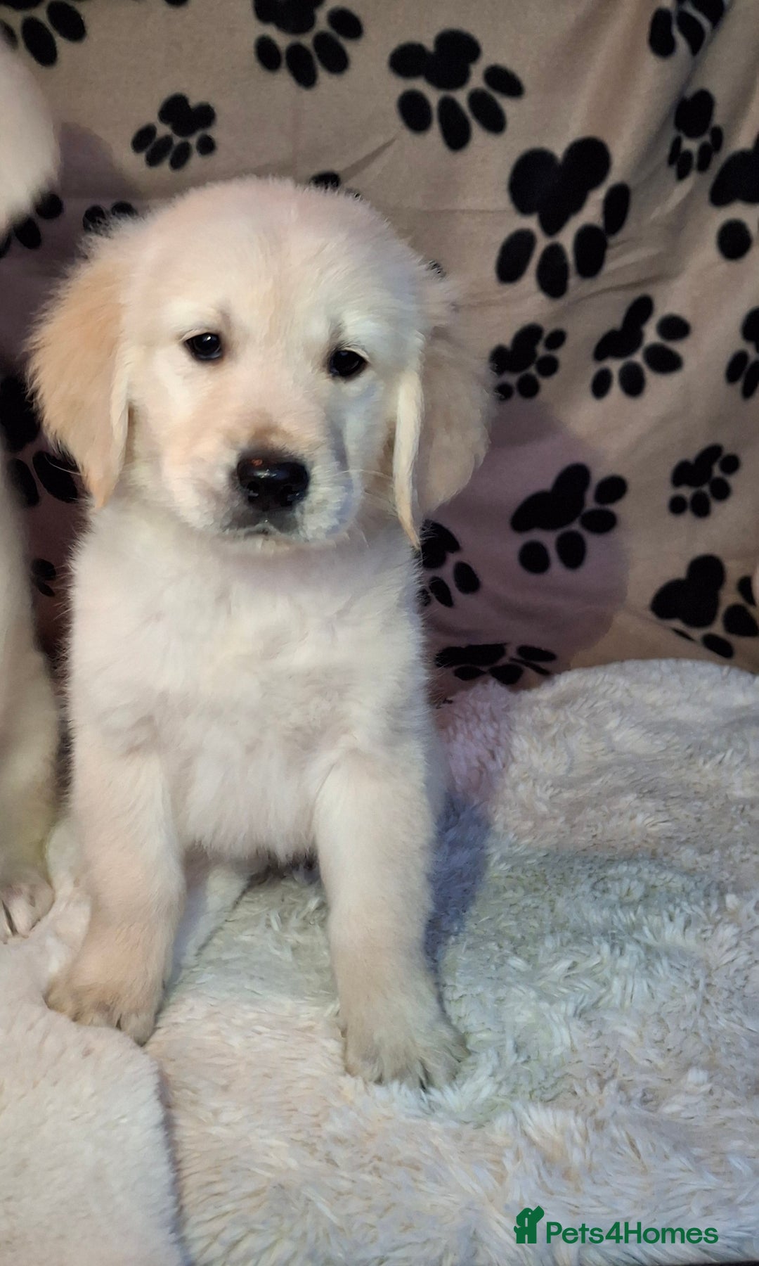 Golden Retriever dogs for sale: Kc, health tested, show type, golden retrievers. - Advert 19