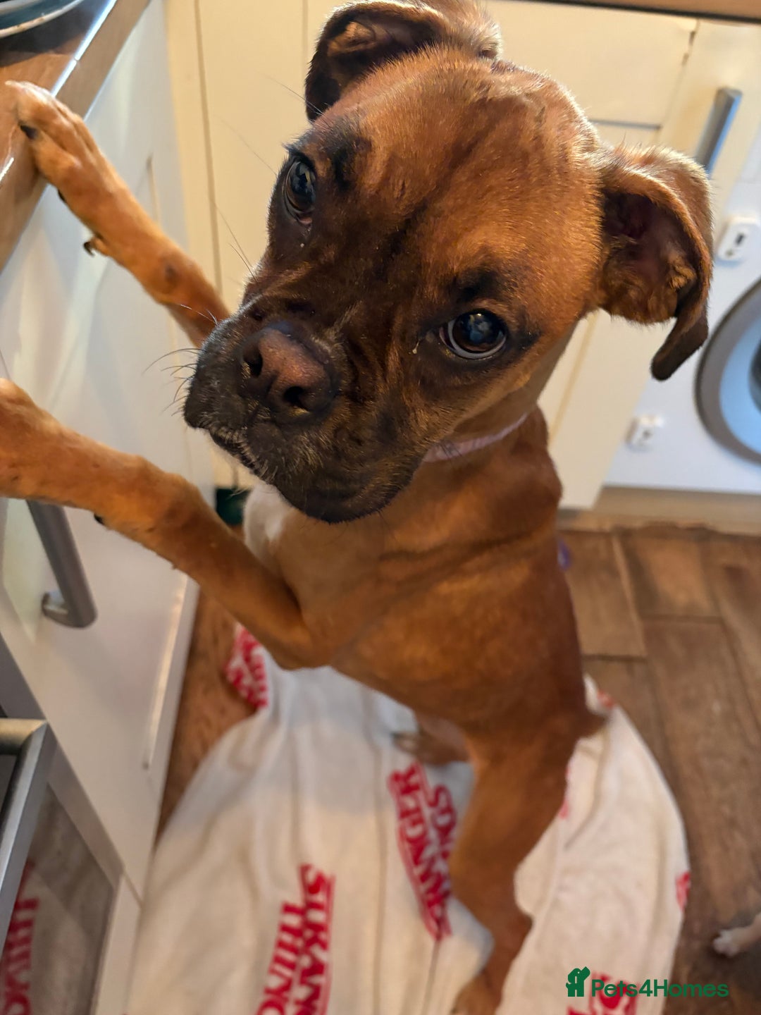Boxer dogs for sale: Boxer puppy 9 months old - Advert 1