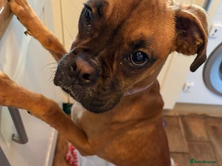 Boxer dogs Boxer puppy 9 months old - Advert 6