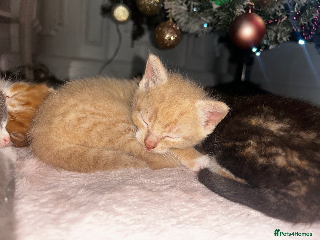 British Shorthair cats for sale: Four Adorable Kittens 🤍 - Advert 10