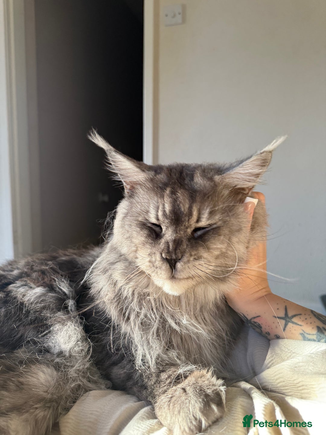 Maine Coon cats for stud: Three HANDSOME Maine Coon Studs! - Advert 3