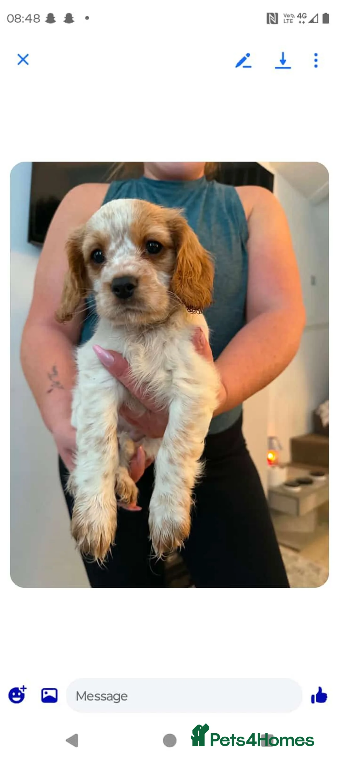 Mixed Breed dogs for sale: Cavalier x cockapoo - Advert 6