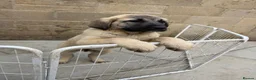 Turkish Kangal dogs for sale: Turkish Kangal puppies  - Advert 11