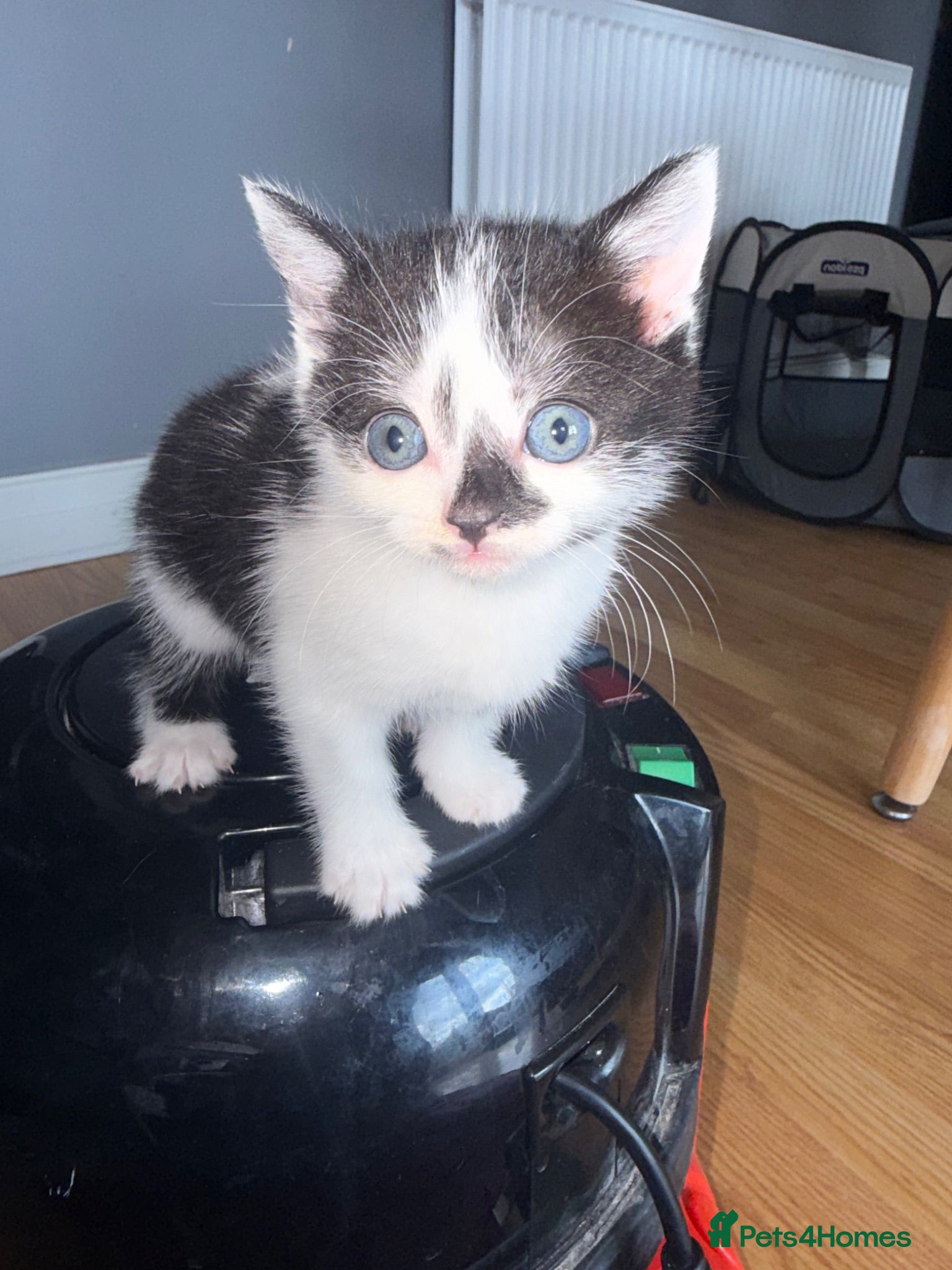 Mixed Breed cats LAST MALE KITTEN REMAINING - Advert 2