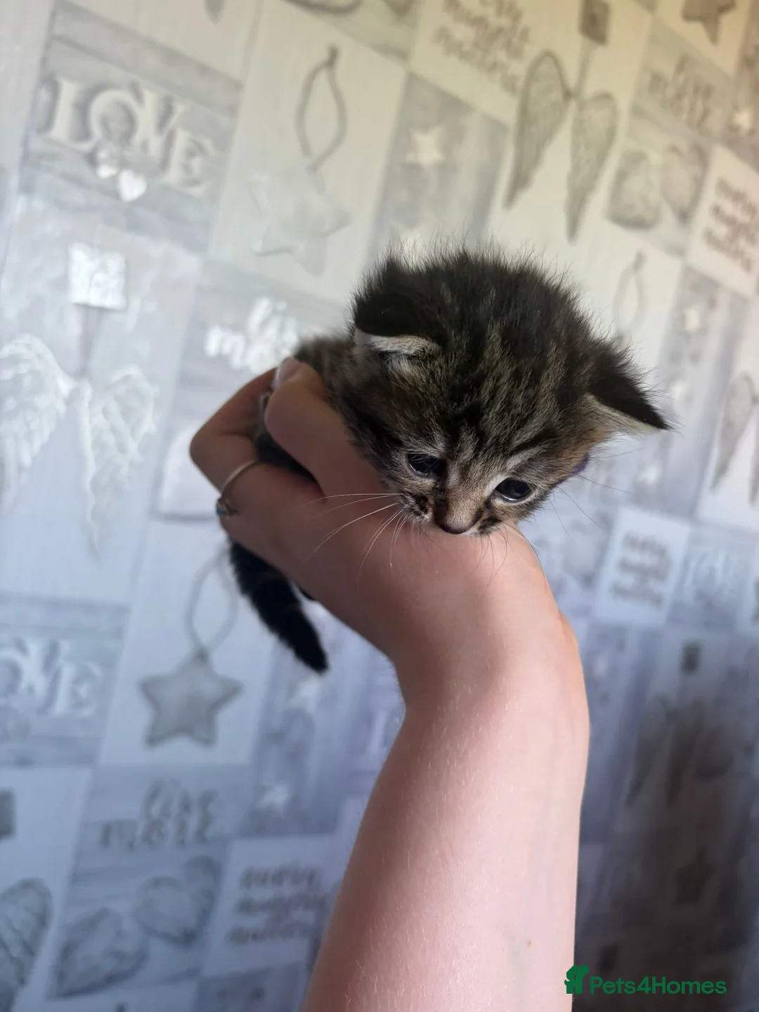 Mixed Breed cats for sale: 5 Kittens  in Swindon - Advert 10