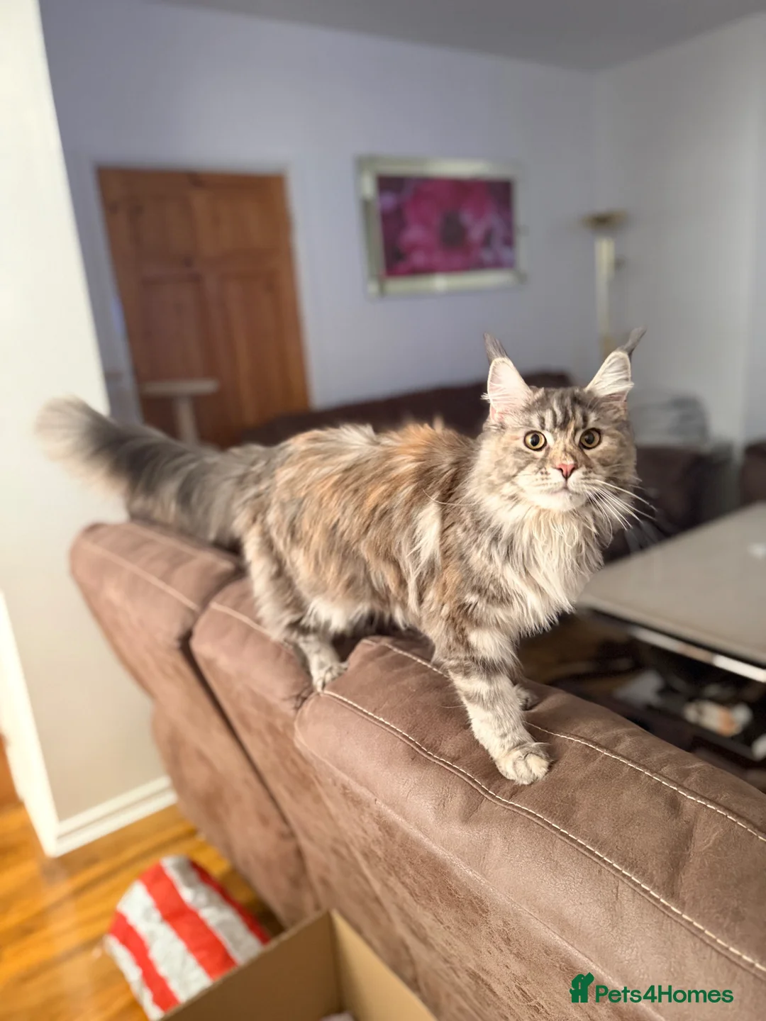 Maine Coon cats for sale: 4 Maine coon - Advert 2