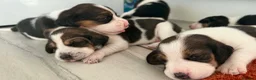 Beagle dogs for sale: 🐶 Beautiful Beagle Puppies for Sale 🐶 - Advert 10