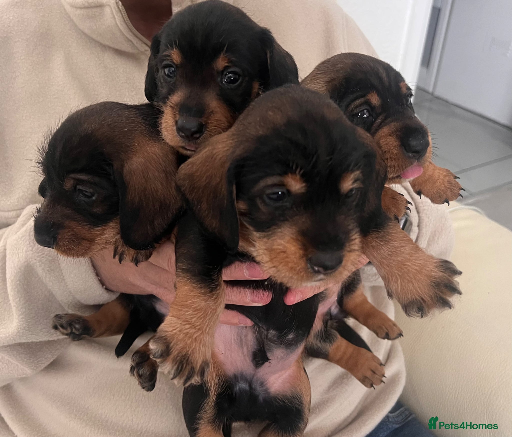 Dachshund dogs K c Dachshund Wirehaired puppy’s wild bore !  - Advert 1