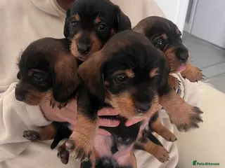 Dachshund dogs K c Dachshund Wirehaired puppy’s wild bore ! - Advert 1