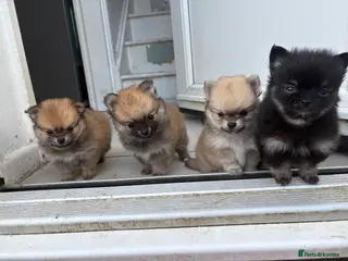 Pomchi dogs 4 Beautiful pomchis 🐶🐾 - Advert 12