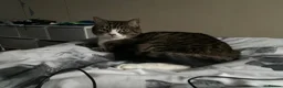 Mixed Breed cats for sale: 3 lovely gentle cats for rehoming.  - Advert 1
