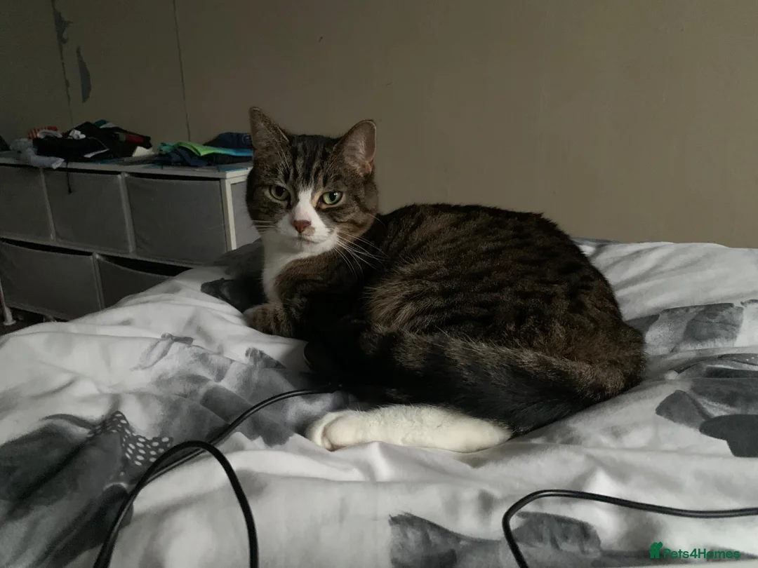 Mixed Breed cats for sale: 3 lovely gentle cats for rehoming.  - Advert 1
