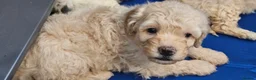 Mini Goldendoodle dogs for sale: The Mini Moo Crew F2B Miniature Goldendoodle Pups - Advert 27