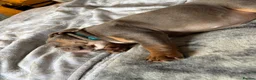 English Bulldog dogs for sale: 12 week English bulldog  - Advert 4