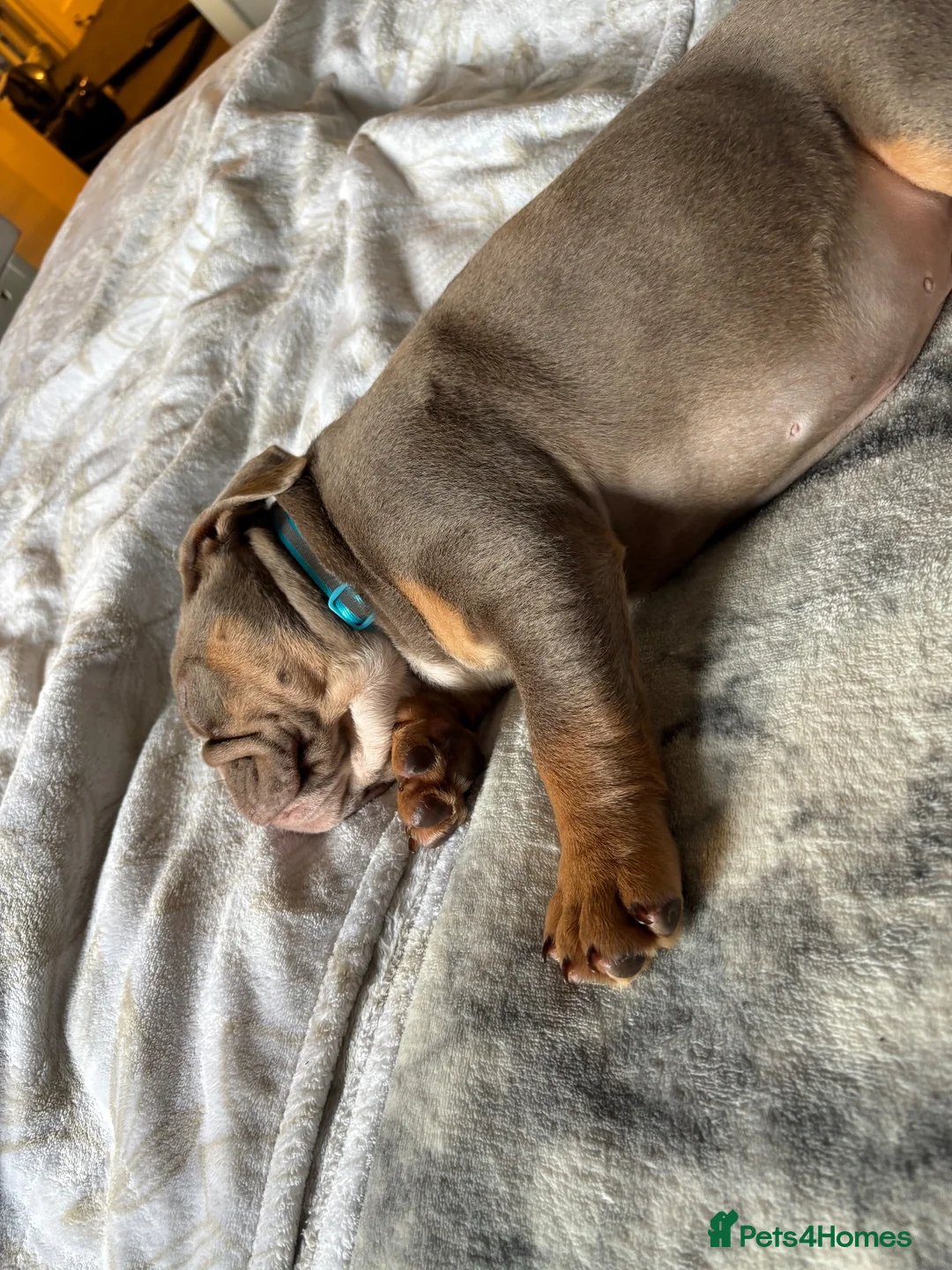 English Bulldog dogs for sale: 12 week English bulldog  - Advert 4