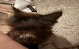 British Longhair cats for sale: Male kitten British long hair x mainecoone - Image 8