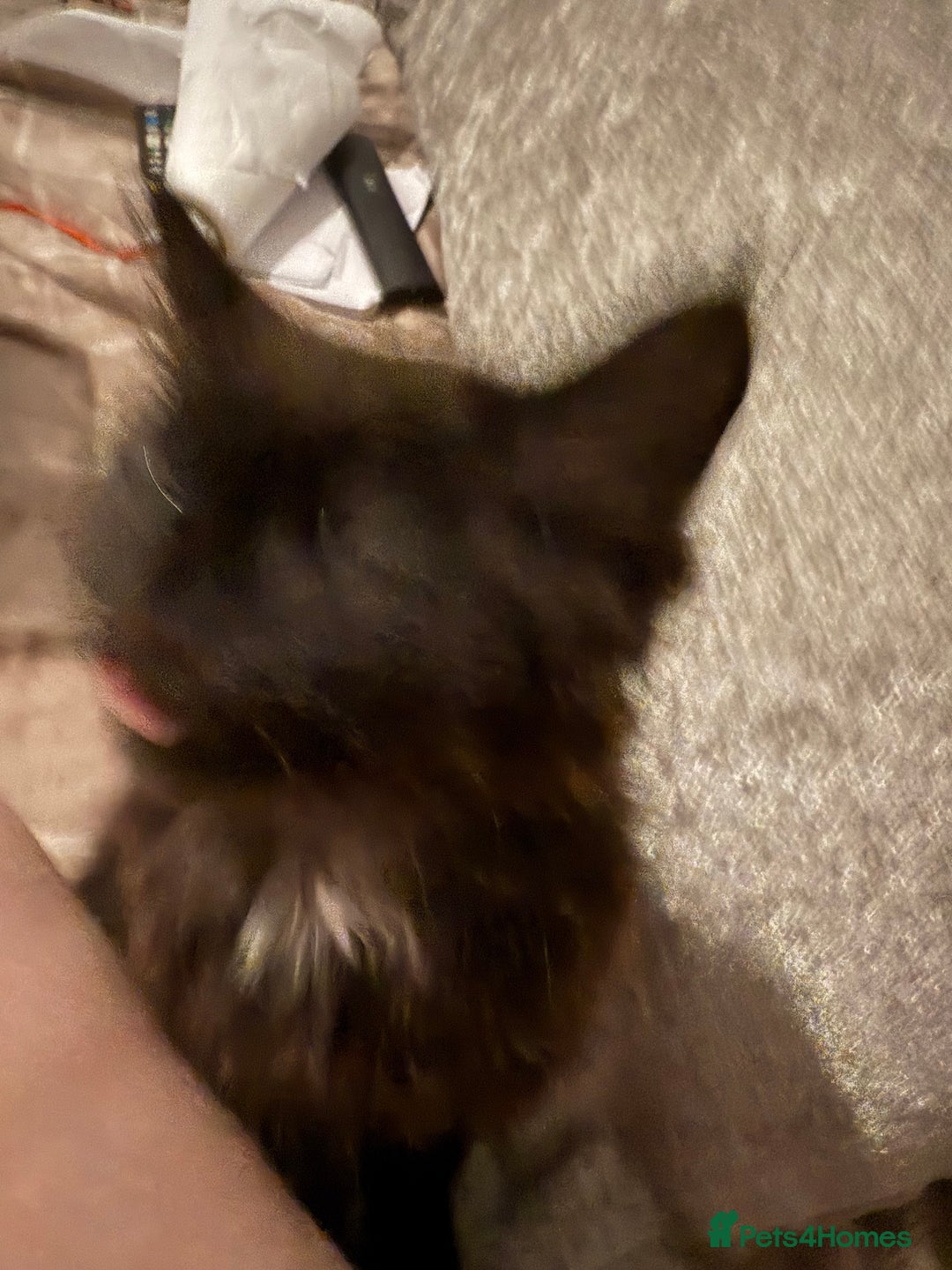 British Longhair cats for sale: Male kitten British long hair x mainecoone - Image 8