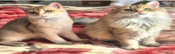 British Longhair cats for sale:  Tica registered BLH/BSH golden shaded  kittens  - Advert 3