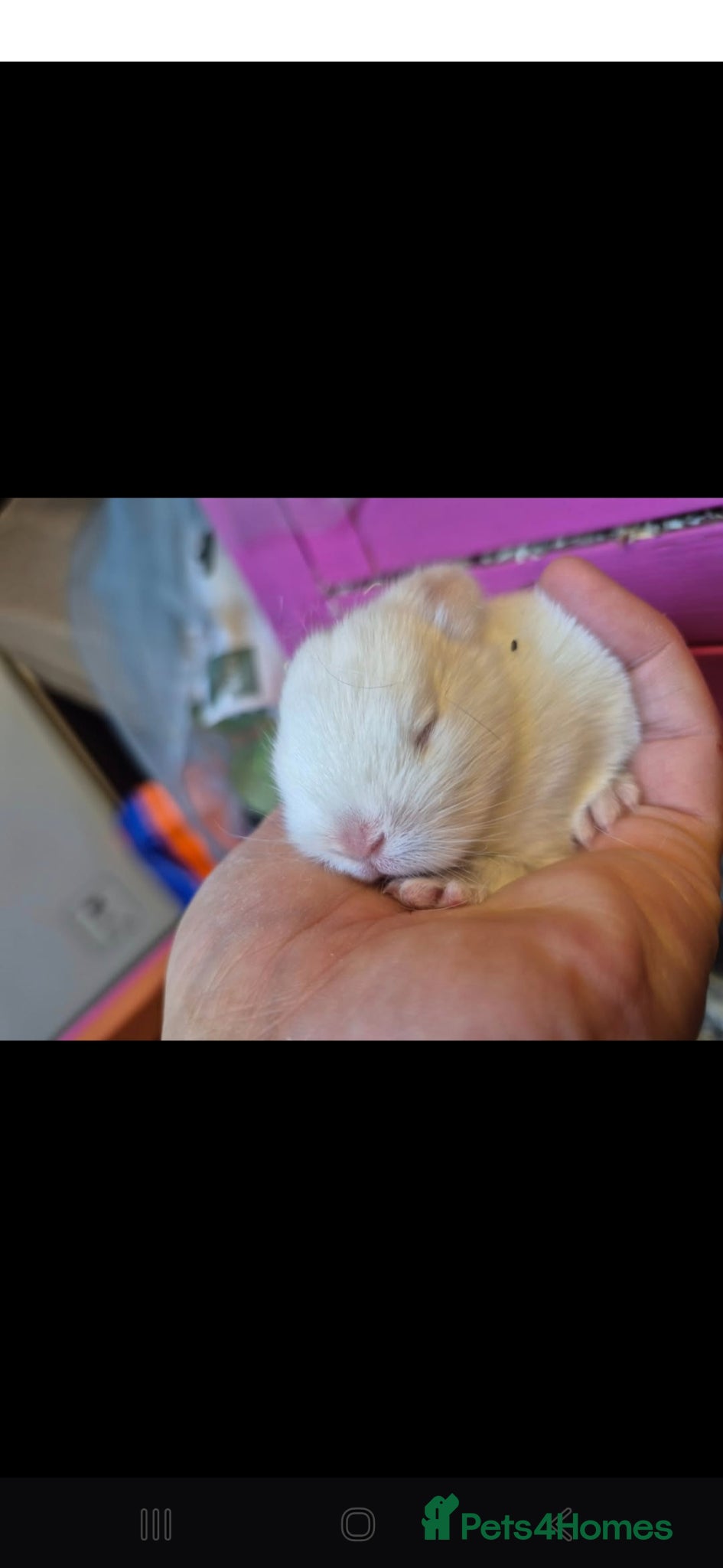 Netherland Dwarf rabbits for sale: Netherland dwarfs dwarf lops mini lops - Advert 3