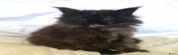 Maine Coon cats for sale: Tica Registered Maine Coon Girls  - Advert 2
