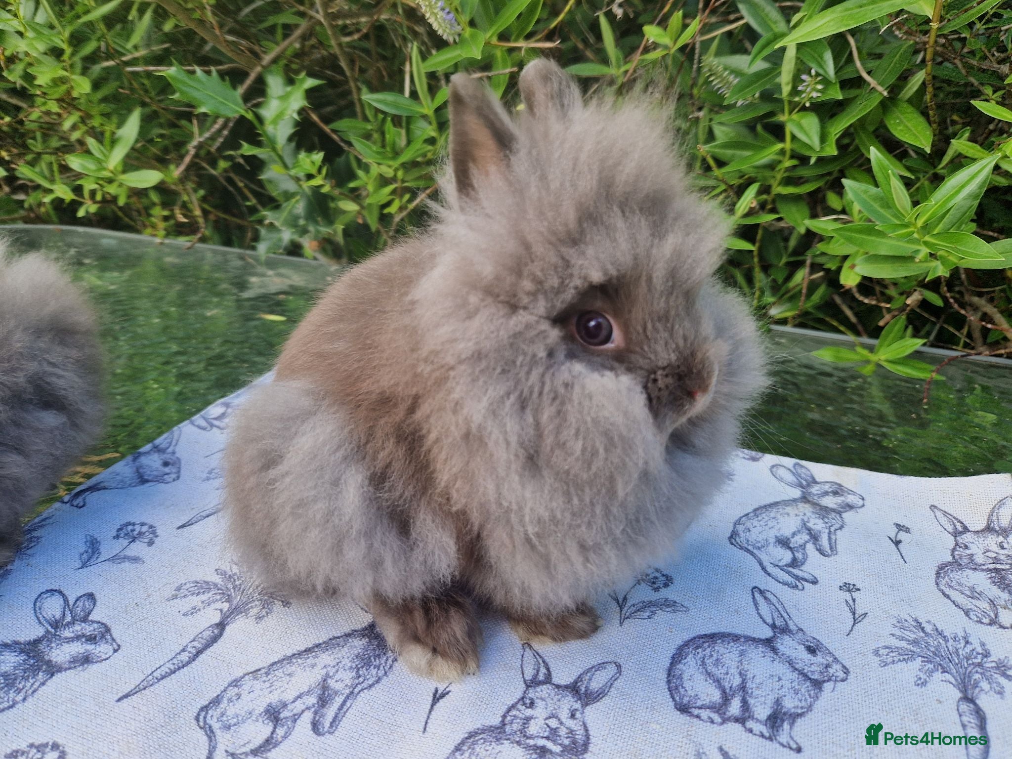 Lionhead rabbits READY NOW Purebred Lionhead Baby Rabbits - Advert 1