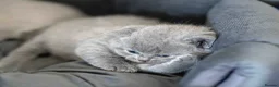 British Shorthair cats for sale: British Shorthair kittens ACTIVE/Non-active - Advert 11