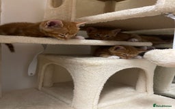 American Shorthair cats for sale: 4 male kittens for sale! - Image 20