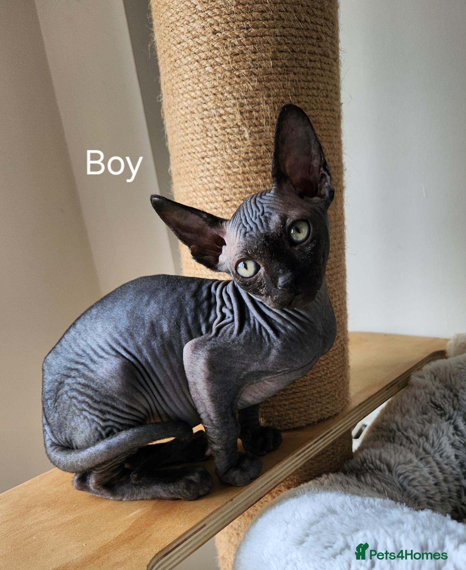 Sphynx cats Have 3 beautiful Canadian Sphynx - Advert 3