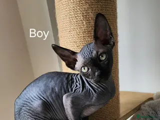 Sphynx cats Have 3 beautiful Canadian Sphynx - Advert 3