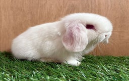 Mini Lop rabbits for sale: Beautiful friendly vaccinated Mini Lops - Image 3