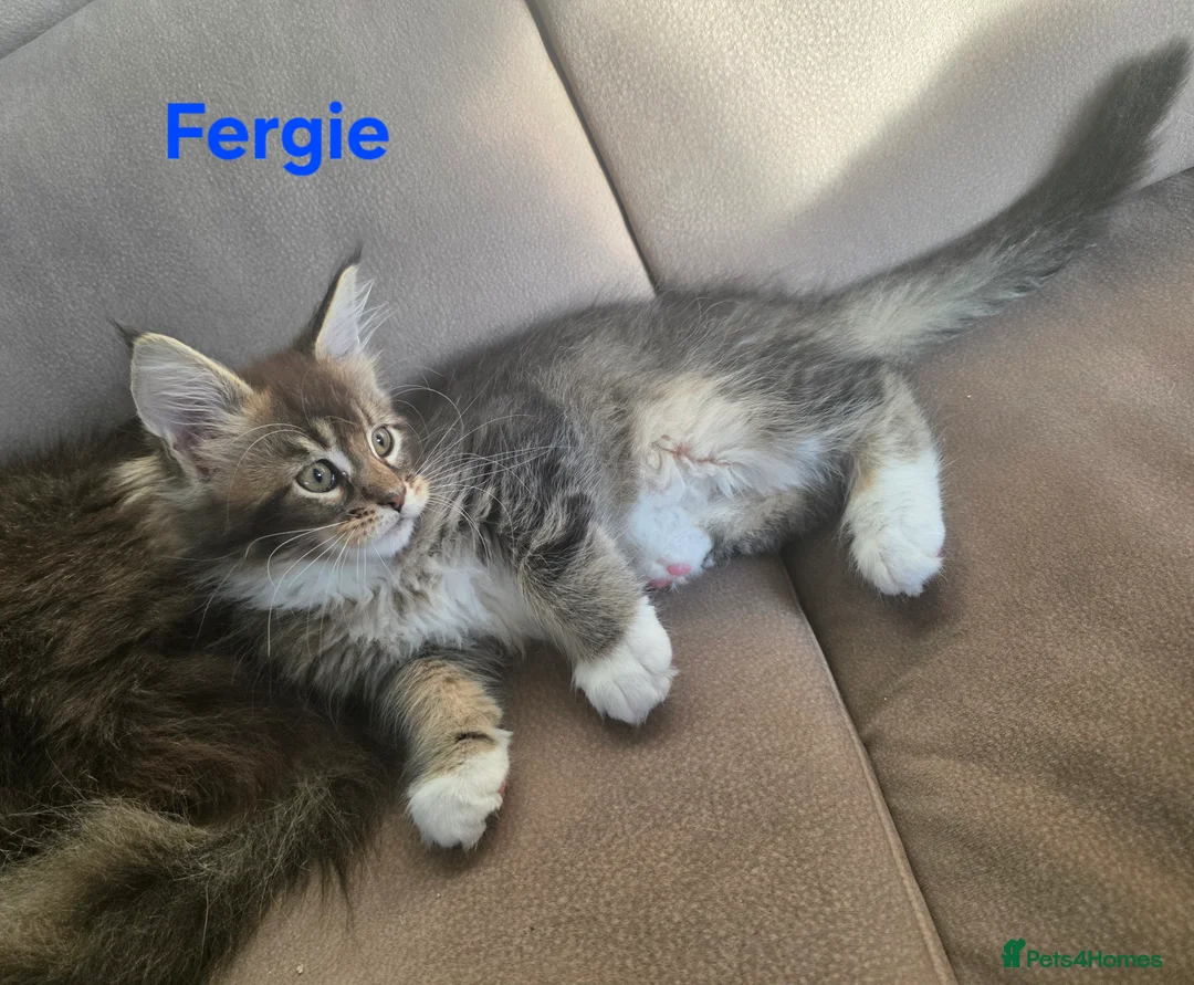 Maine Coon cats for sale: Rare Pure Breed Mainecoon Kitten - Advert 25