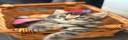 Mixed Breed cats for sale: Beautiful kittens - Advert 18