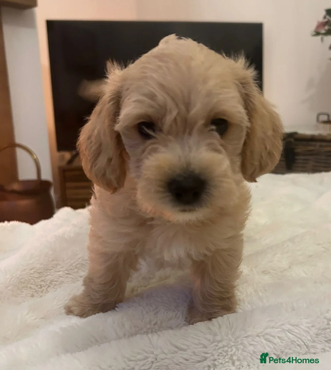 Jackapoo dogs for sale: Jackapoo puppies - Advert 8