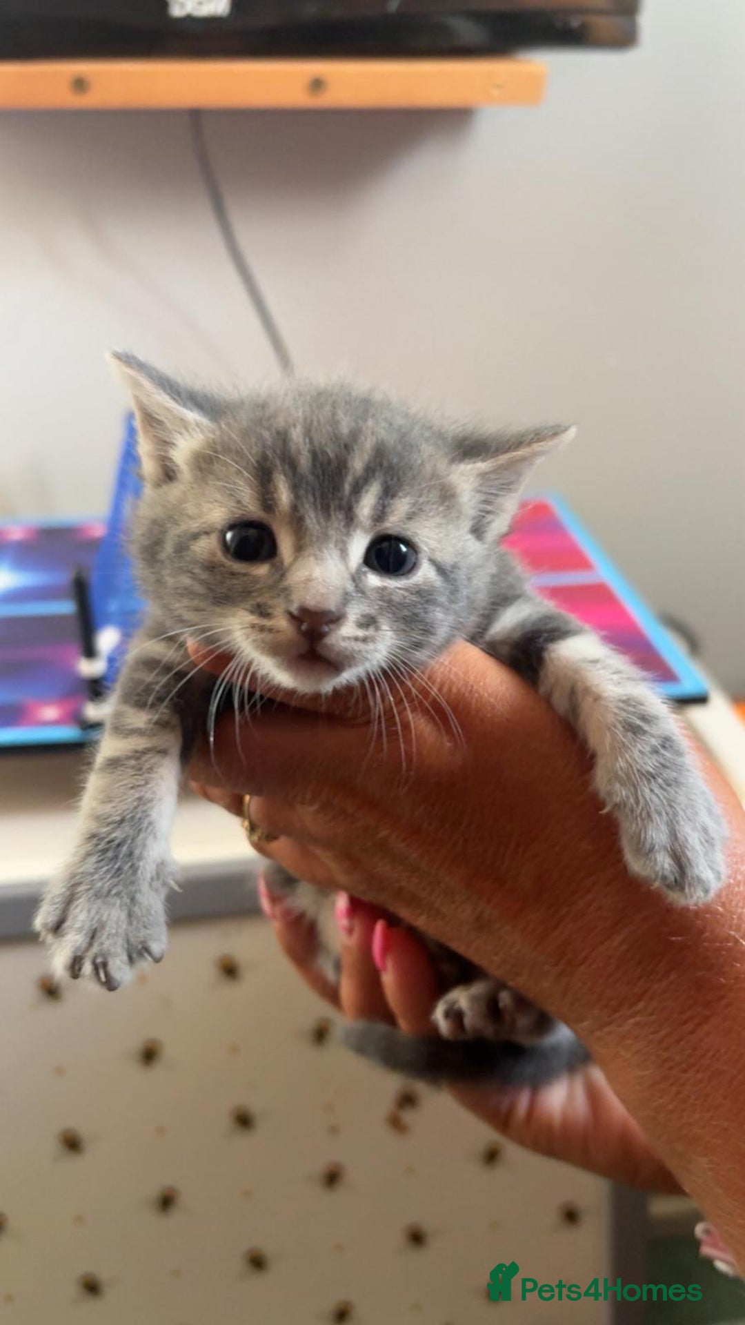 Mixed Breed cats for sale: British short hair cross kittens - Image 12