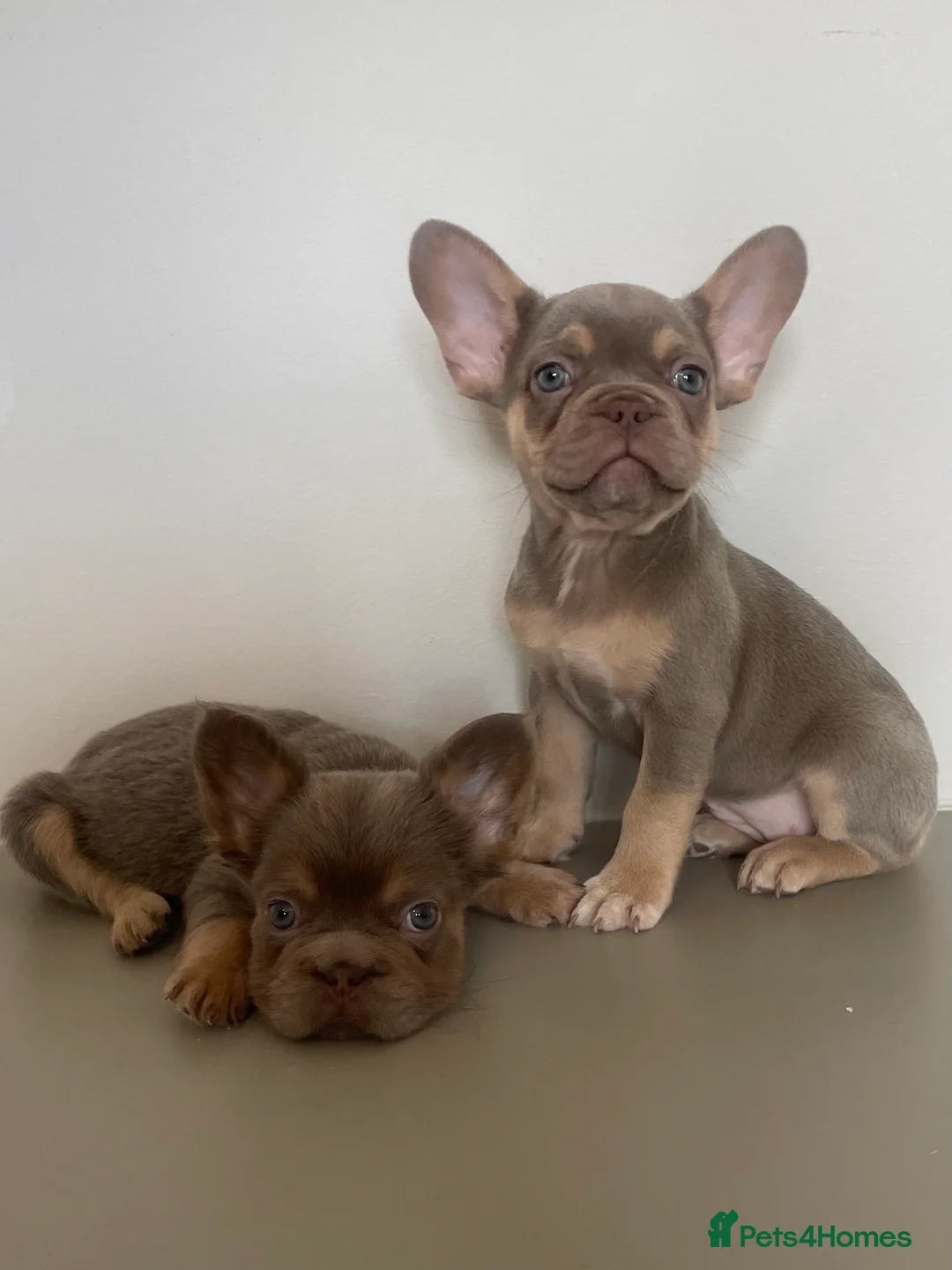 French Bulldog dogs for sale: Isabella & tans carrying pink. (fluff,  ** s) in South Ockendon - Advert 23
