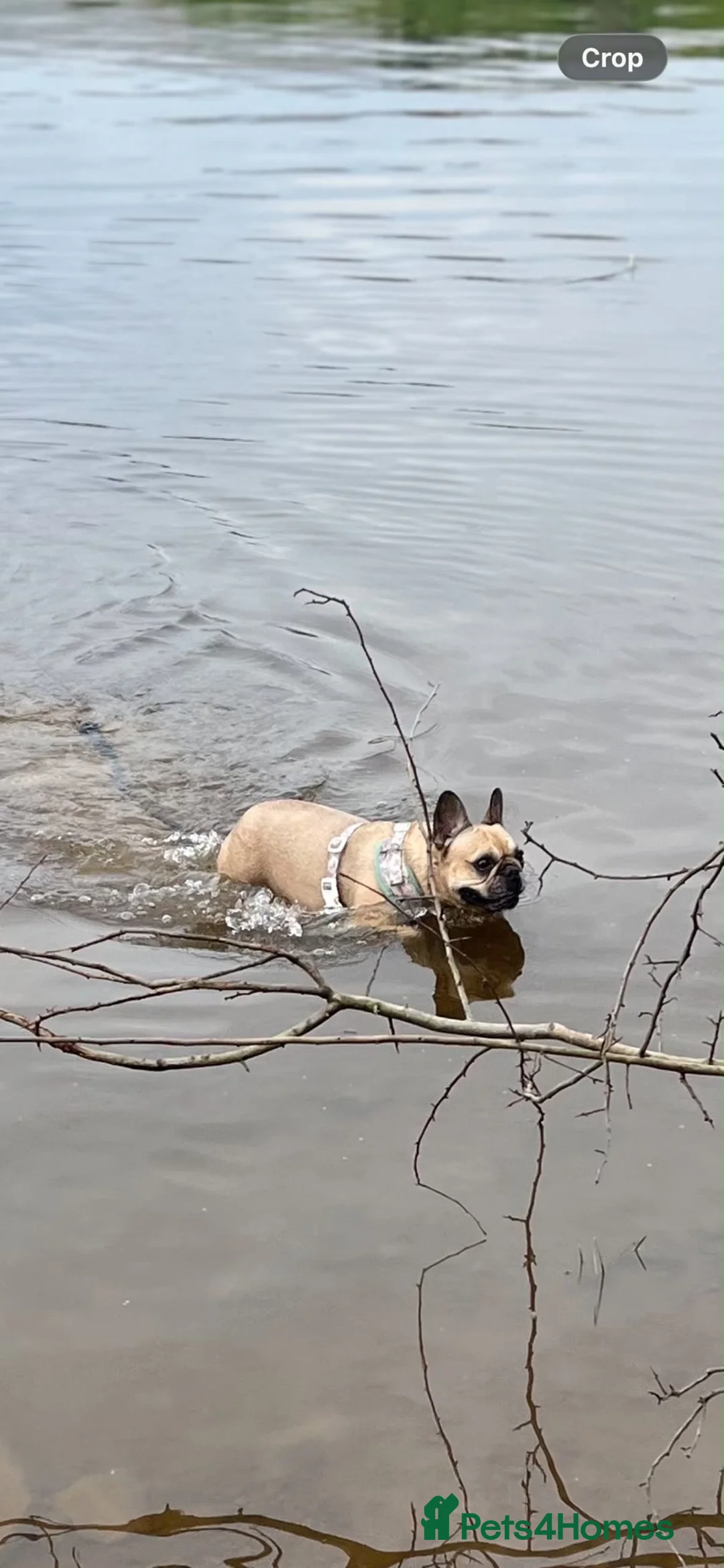French Bulldog dogs for sale: Loving Pedigree Frenchie Looking for Forever Home in Oldham - Advert 5