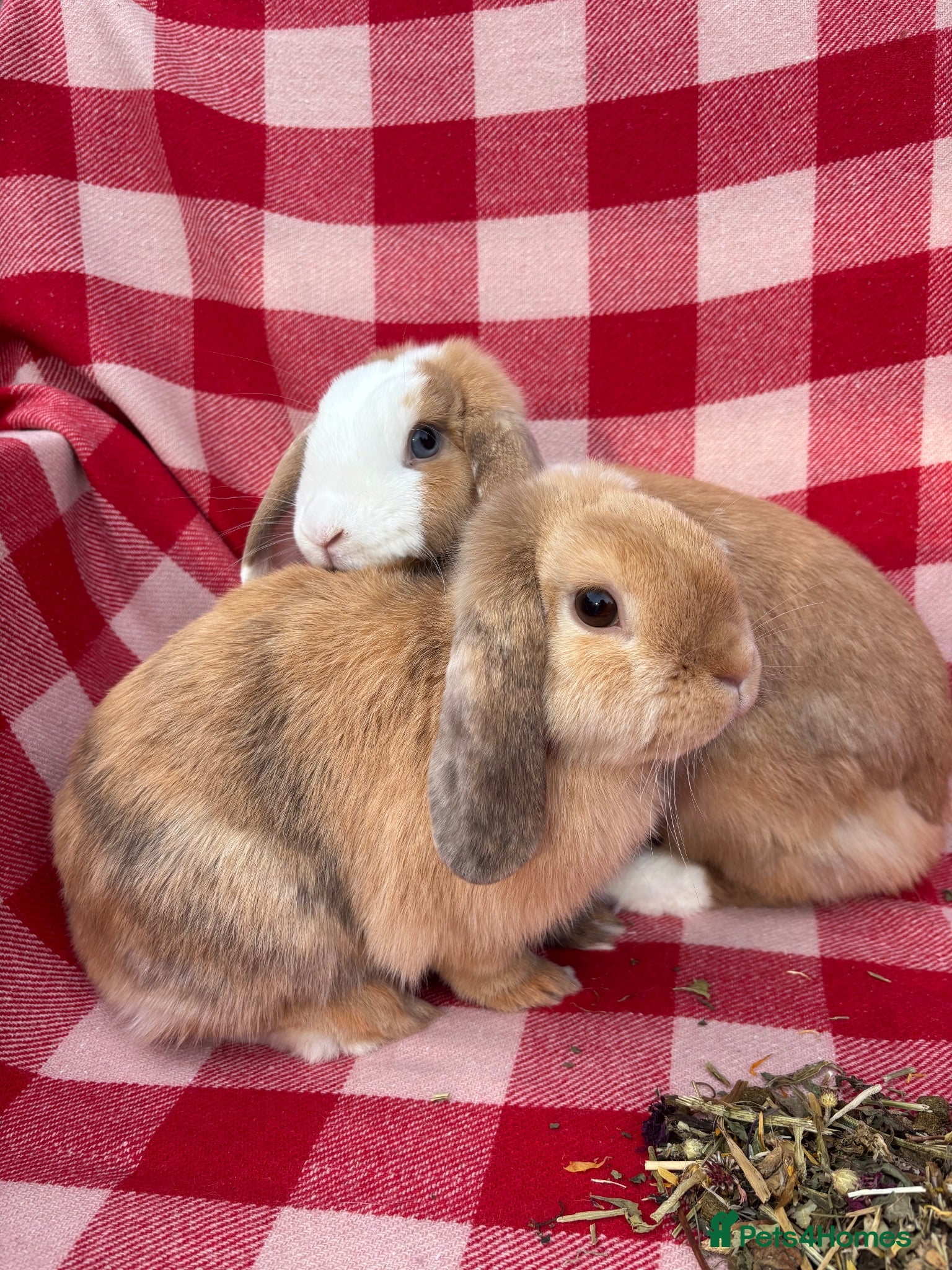 Mini Lop rabbits Gorgeous Mini Lops  - Advert 1