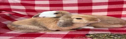 Mini Lop rabbits for sale: Gorgeous Mini Lops  - Advert 1