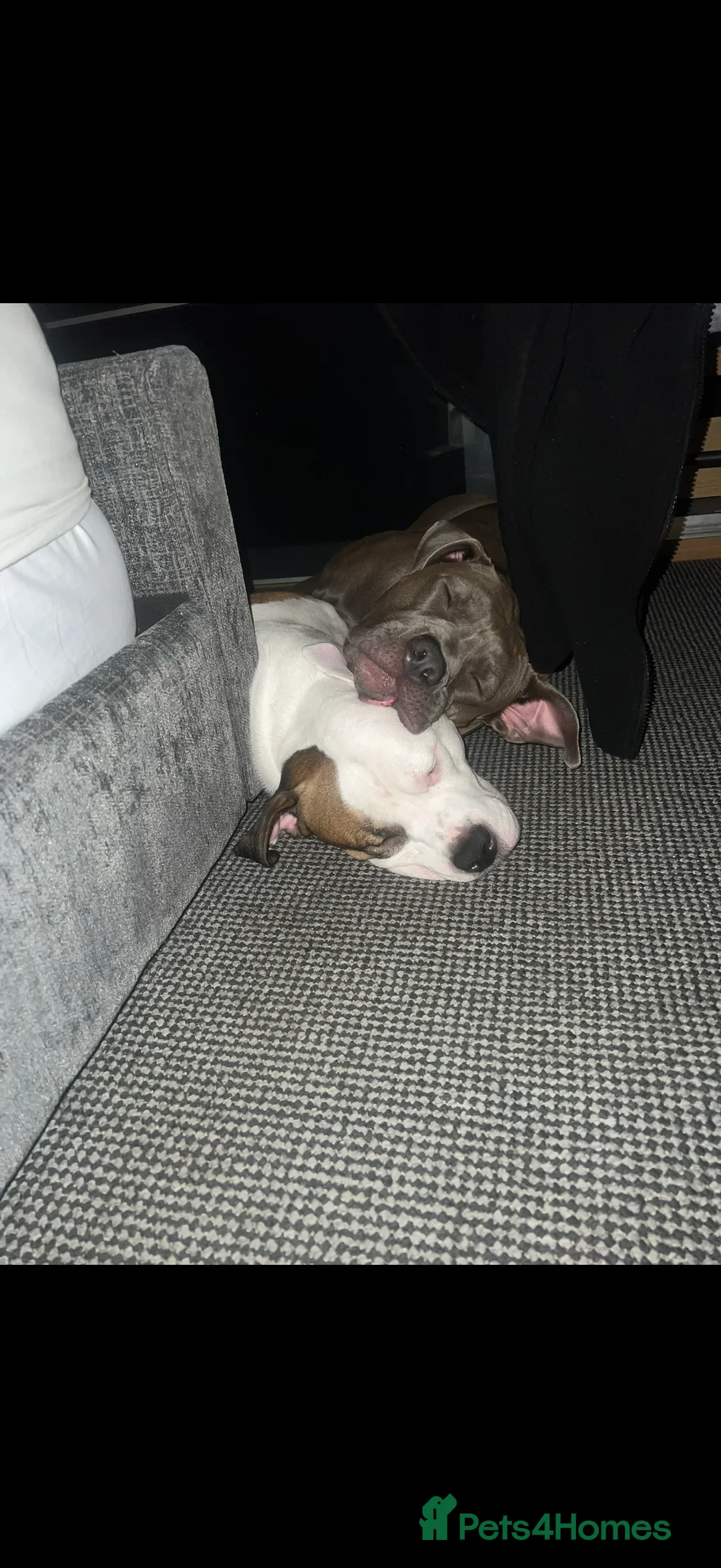 American Bully dogs for sale: American bully classic puppies for sale  - Advert 18