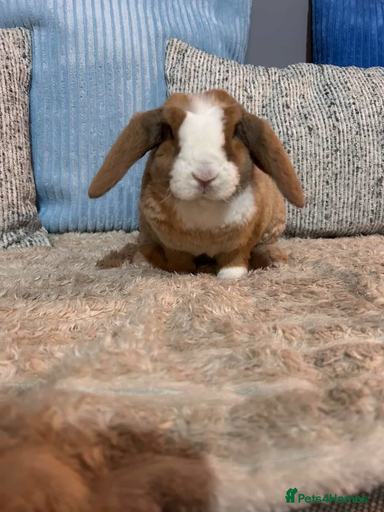 Mini Lop rabbits 🌼Pure breed Mini plush lop GIRL🌼  - Advert 4