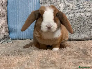 Mini Lop rabbits 🌼Pure breed Mini plush lop GIRL🌼 - Advert 4