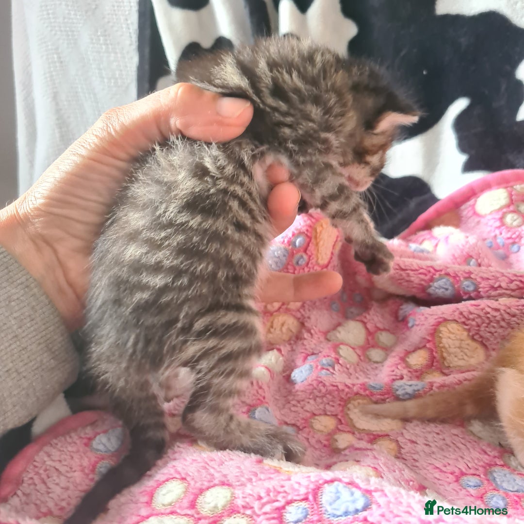 Mixed Breed cats for sale: really beautiful mixed litter - Image 7