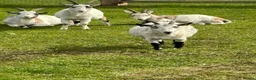 Goats livestock for sale: Wether Pygmy goats  in Bristol - Advert 4