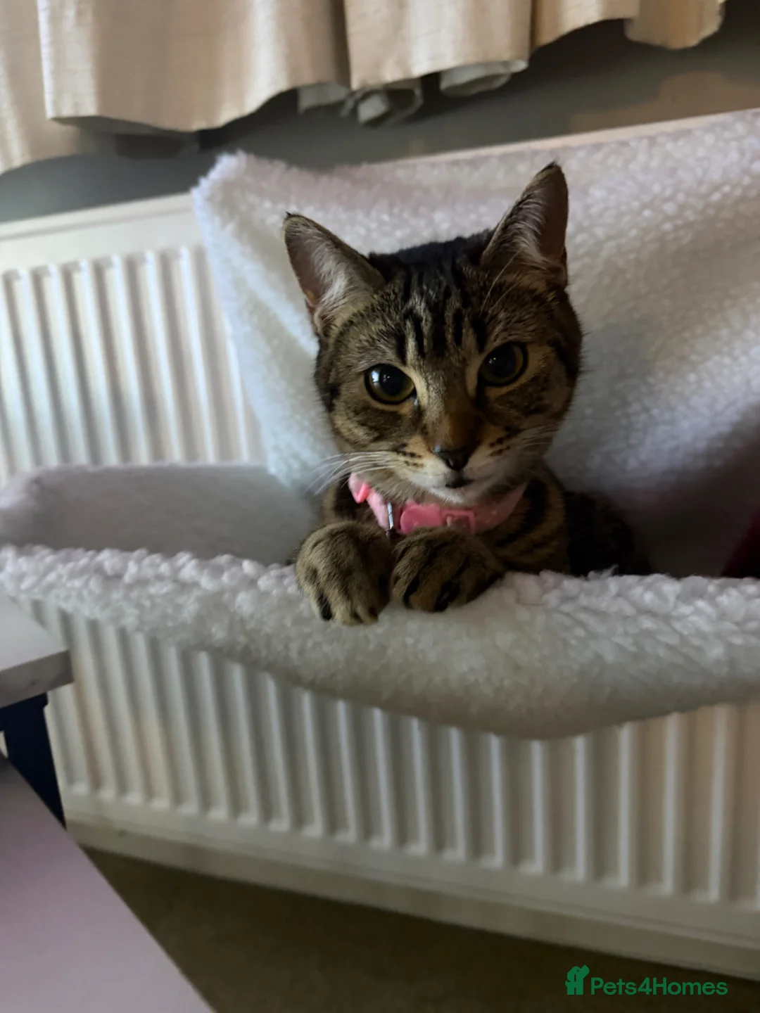 British Shorthair cats for sale: 1 year old tabby cat  - Advert 2