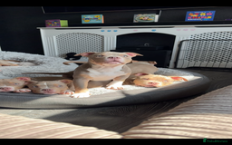 American Bully dogs for sale: American bully puppy twins available  - Image 2