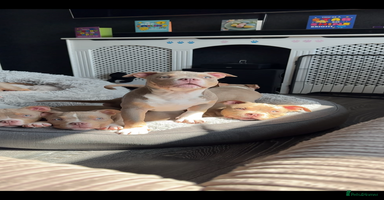 American Bully dogs - Advert 4