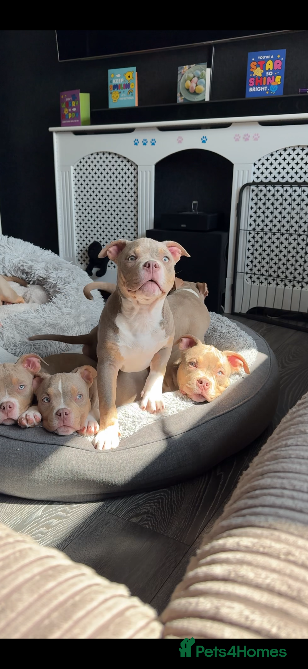 American Bully dogs for sale: American bully puppy twins available  - Image 2