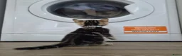 Mixed Breed cats for sale: male and female mixed breed kittens for sale in Dudley - Advert 9
