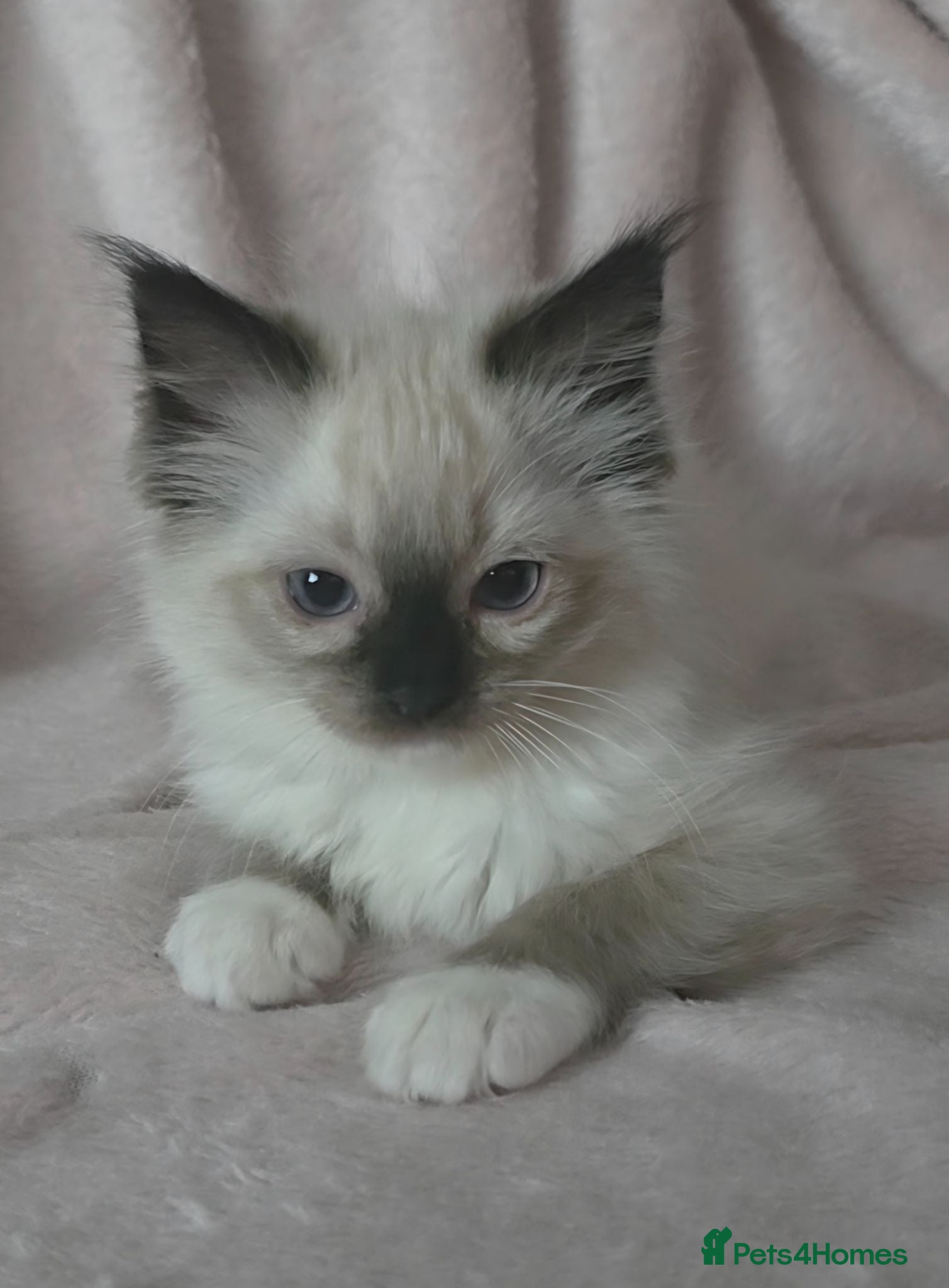 Ragdoll cats Fluffy Ragdolls  - Advert 1
